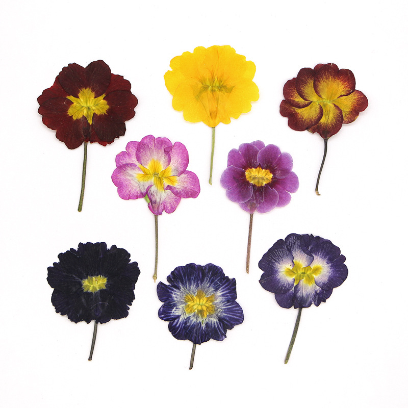 Dried Flower Bookmark - 48 szt. Europejskie Przywierdziki Suszone Kwiaty