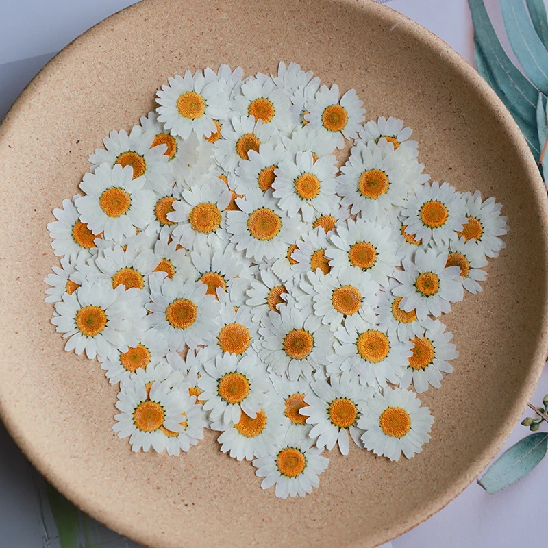 60X Prasowane suszone naturaln – Dried Flower Bookmark recenzja i cena