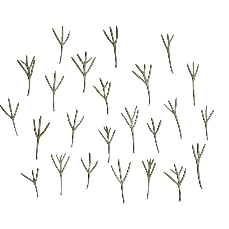 24 sztuki, prawdziwe prasowane – Dried Flower Bookmark recenzja i cena