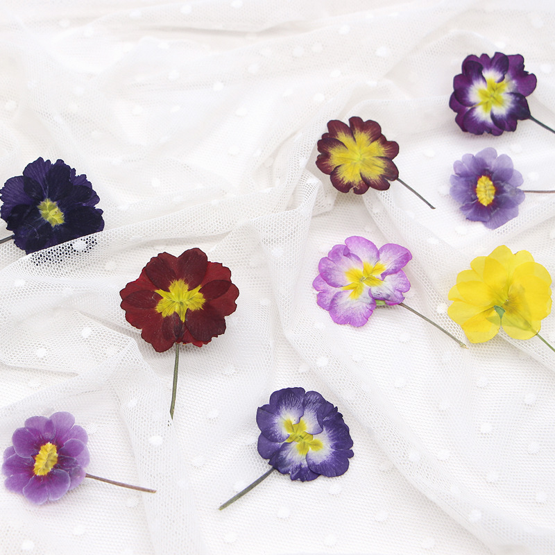 48 szt. Europejskie Przywierdz – Dried Flower Bookmark recenzja i cena