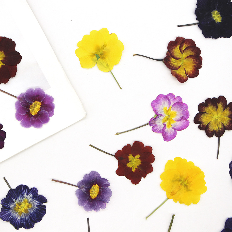 48 szt. Europejskie Przywierdz – Dried Flower Bookmark recenzja i cena