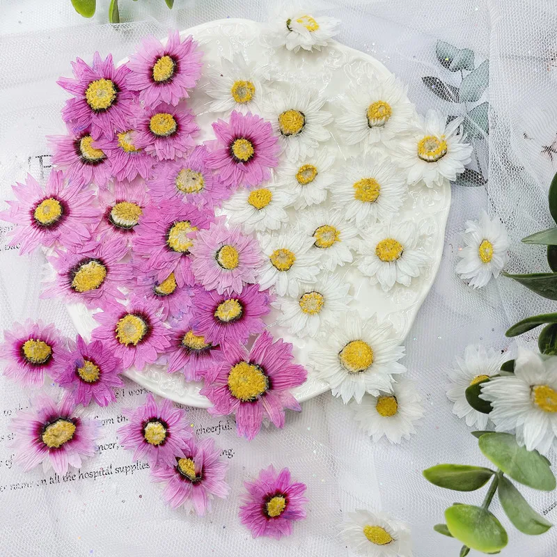 24 sztuk/2-4CM, naturalne pras – Dried Flower Bookmark recenzja i cena